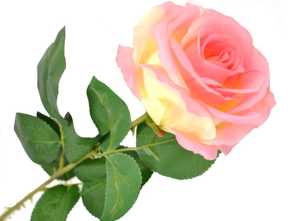 Róża pojedyncza 80cm rózowo-kremowa