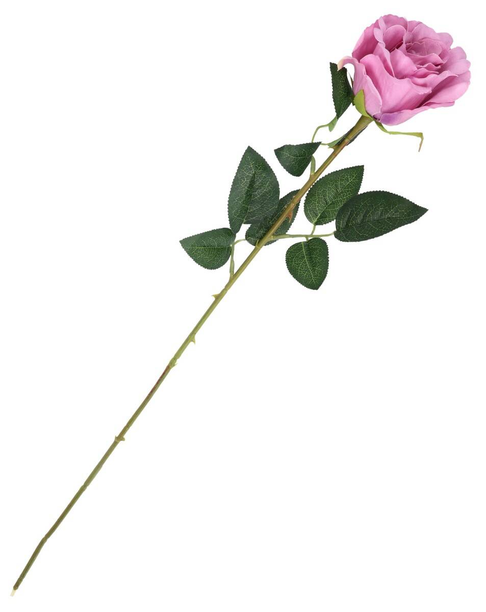 Róża pojedyncza (Zdjęcie 2)