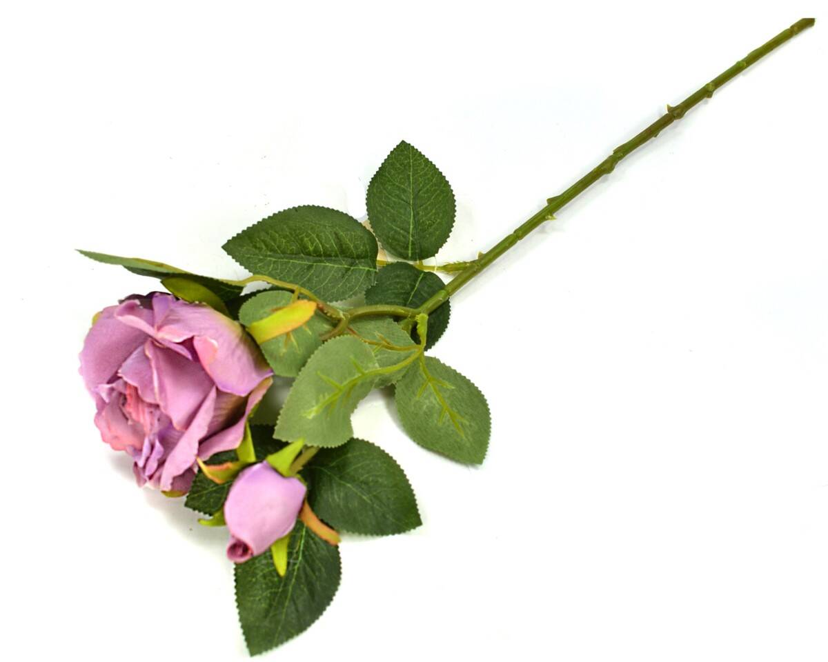 Róża podwójna (Zdjęcie 4)