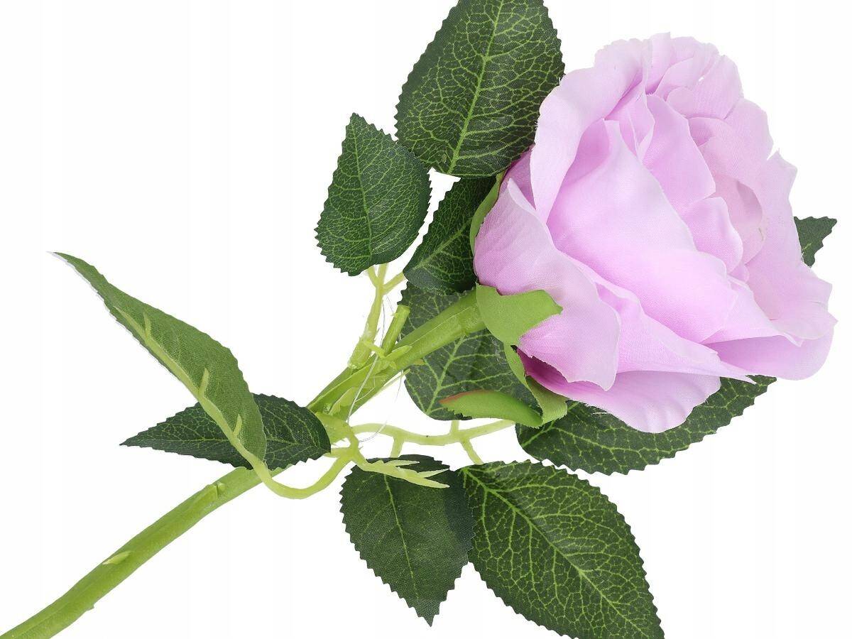 Róża pojedyncza (Zdjęcie 8)