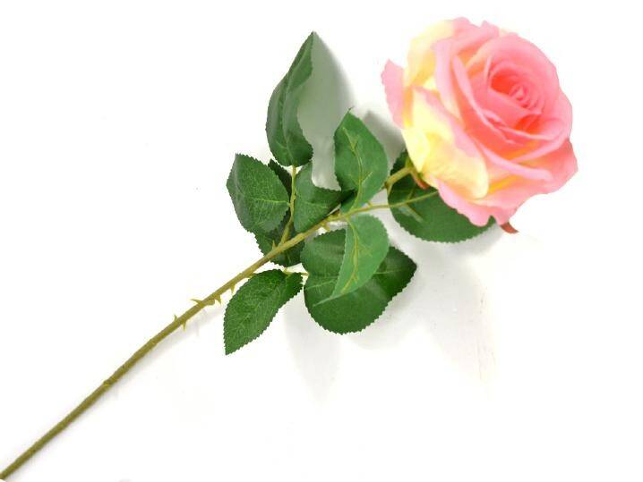 Róża pojedyncza 80cm rózowo-kremowa (Zdjęcie 4)