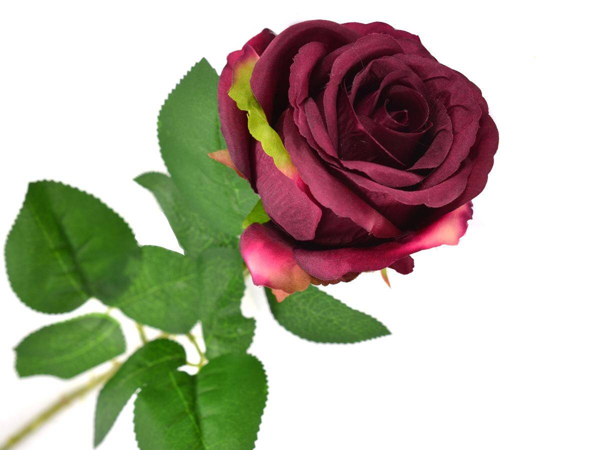 Róża pojedyncza 80cm ciemny amarant (Zdjęcie 1)
