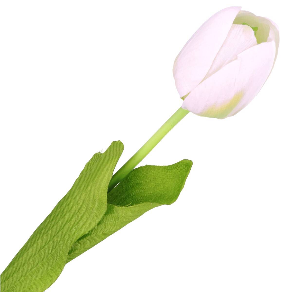 Tulipan pojedynczy (Zdjęcie 1)