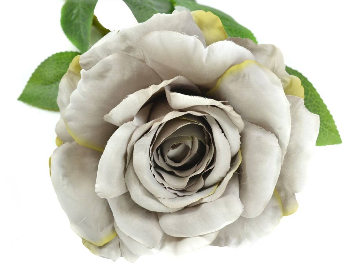 Róża pojedyncza (Zdjęcie 3)