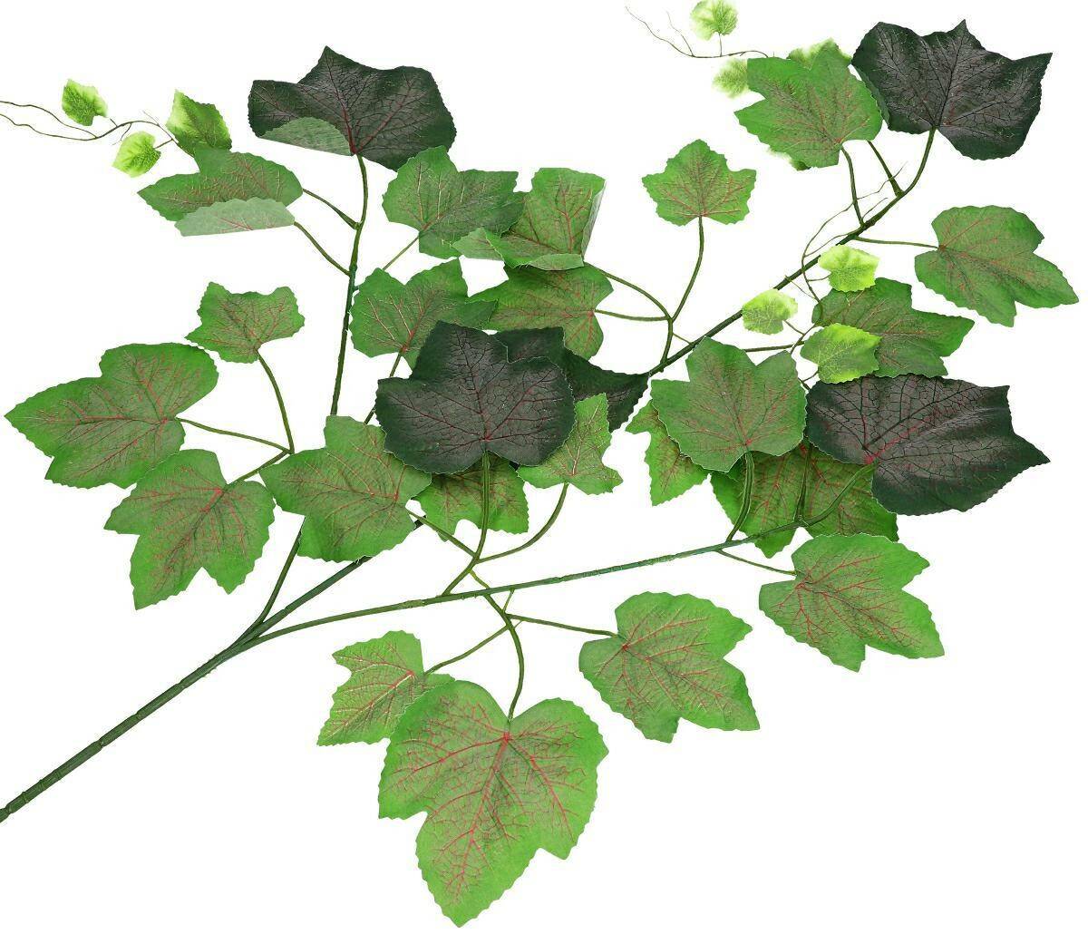 Liście winogron c.ziel. omszaly 3gał 75c (Zdjęcie 1)