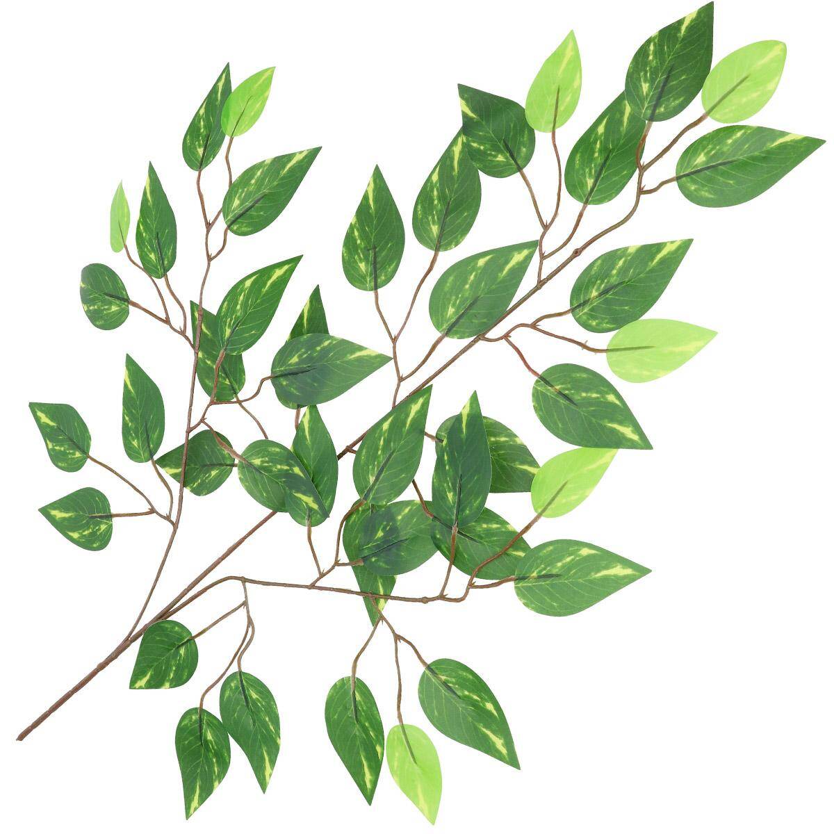 Liście fikus beniamin zielony paski 62cm