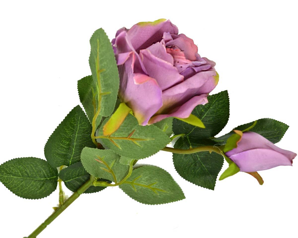 Róża podwójna (Zdjęcie 1)