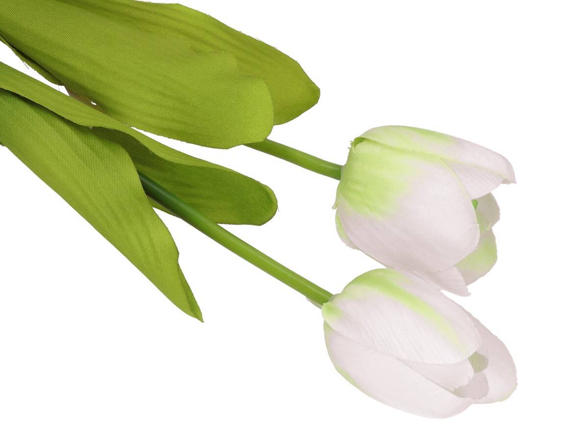 Tulipan pojedynczy (Zdjęcie 2)