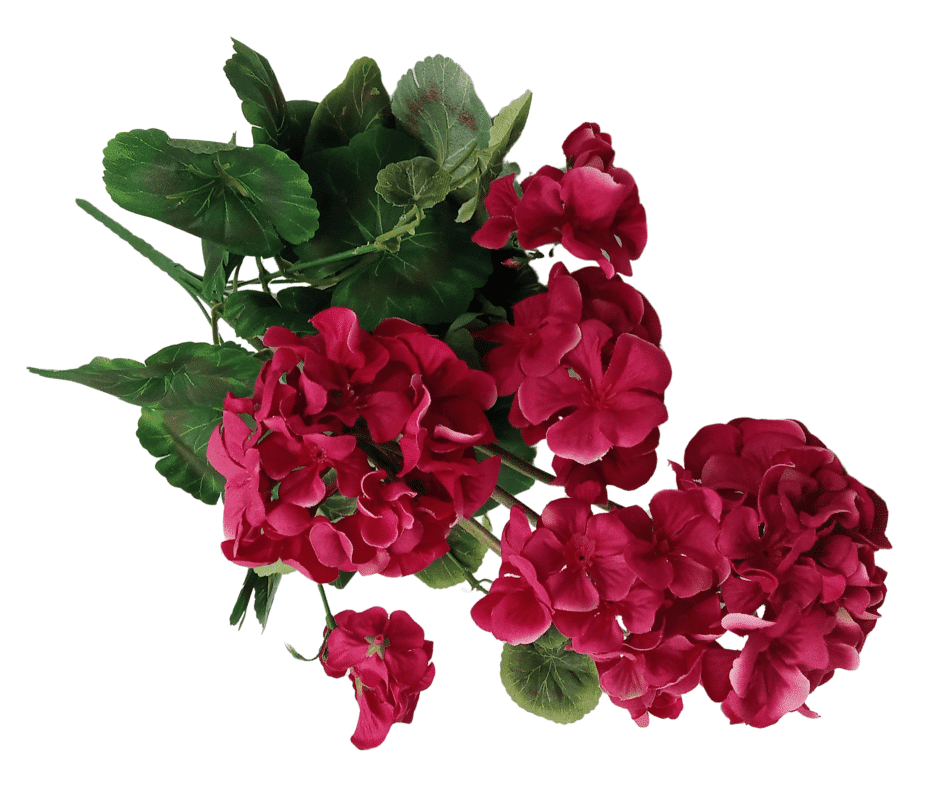 Bukiet Pelargonia 48cm Ciemny Róż