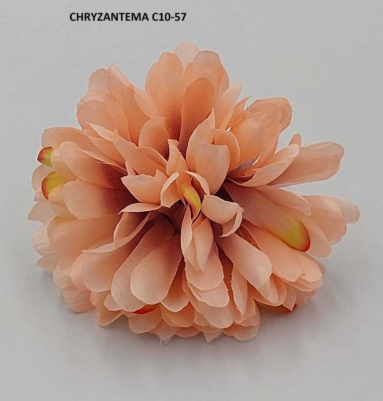 Chryzantema C10-057 Różowy Burgund