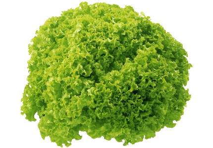 O+W Sałata ozdobna zielona ~3-4kg