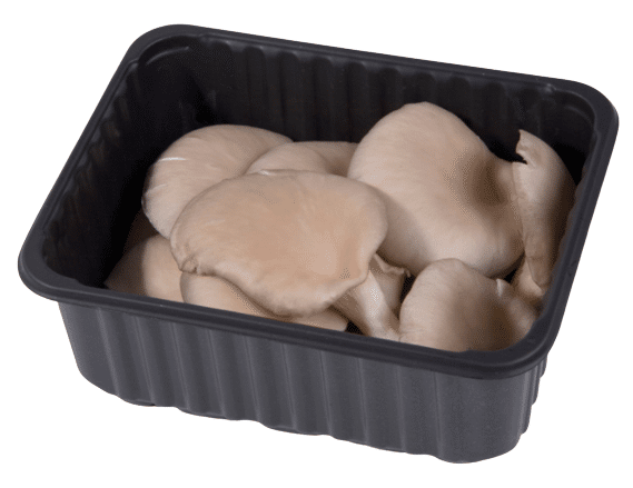 O+W Boczniak tacka 250g