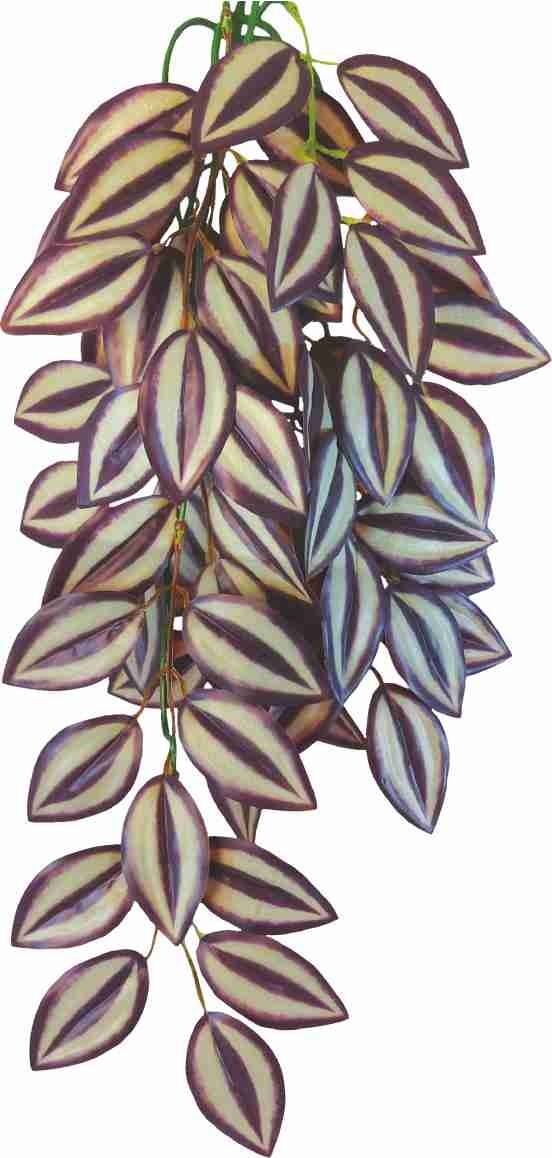 Terra plant  Tradescantia zebrina - 70 cm