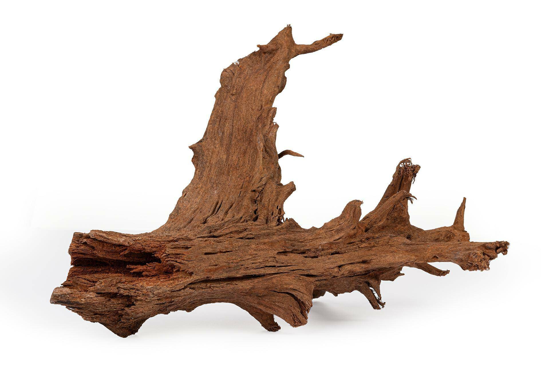 MANGROVE root size M 20-25 cm