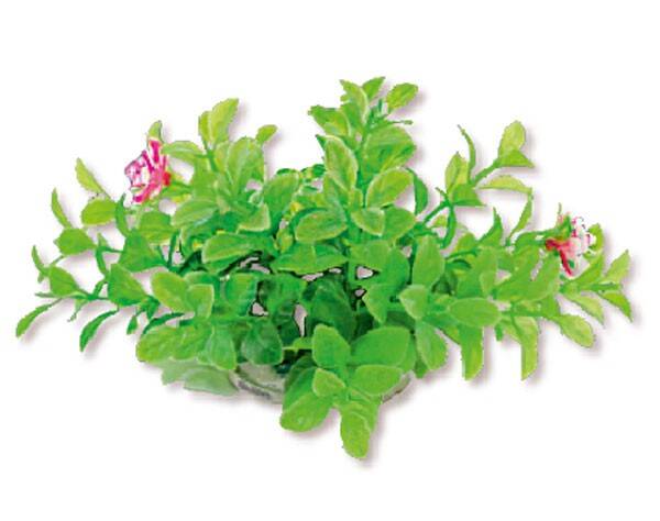 1f13 Artificial plant blister 10cm HAPPET