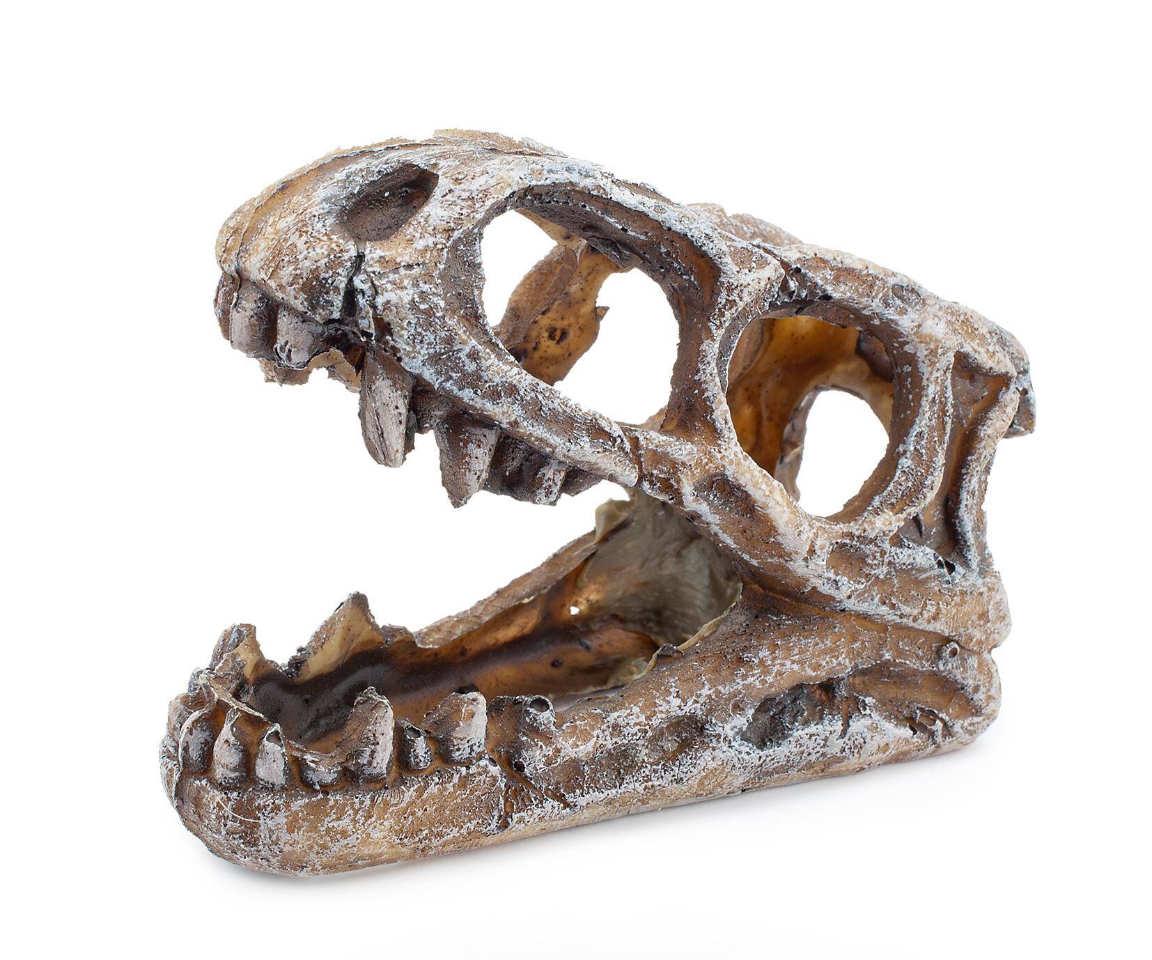 Aquariendekoration - Schädel des Dinosauriers U779 10 cm (S-U779KW)