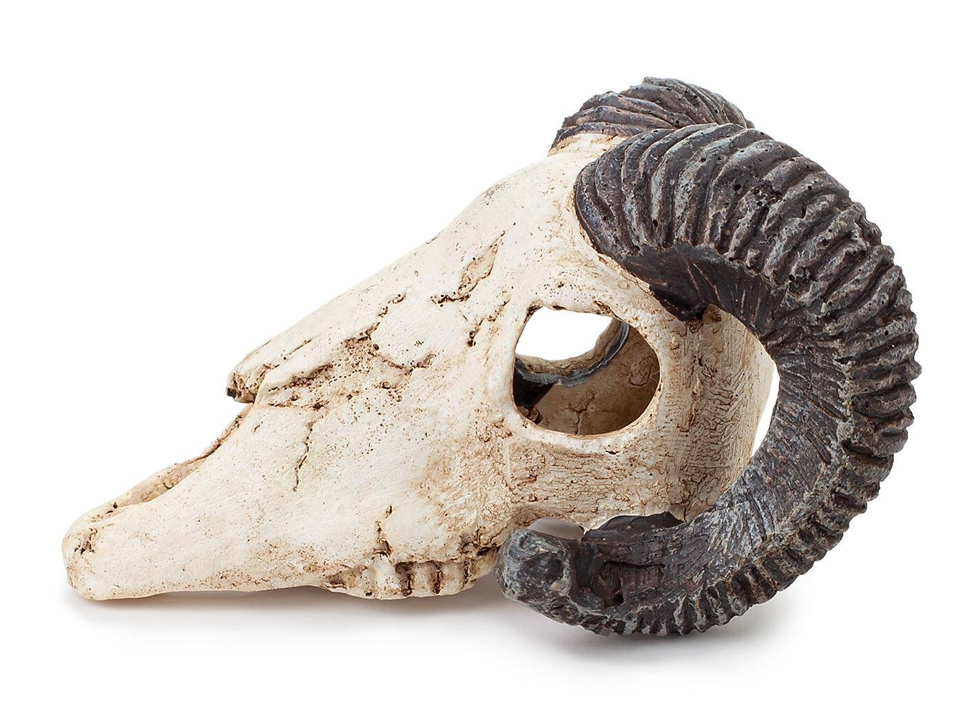 Ozdoba akwariowa Happet R112 czaszka muflona 9 cm (Zdjęcie 2)