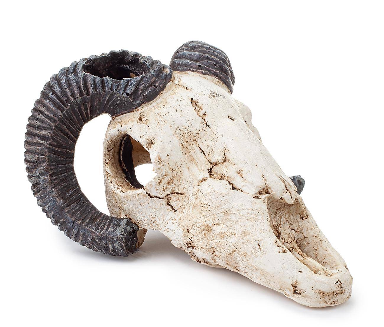 Ozdoba akwariowa Happet R112 czaszka muflona 9 cm