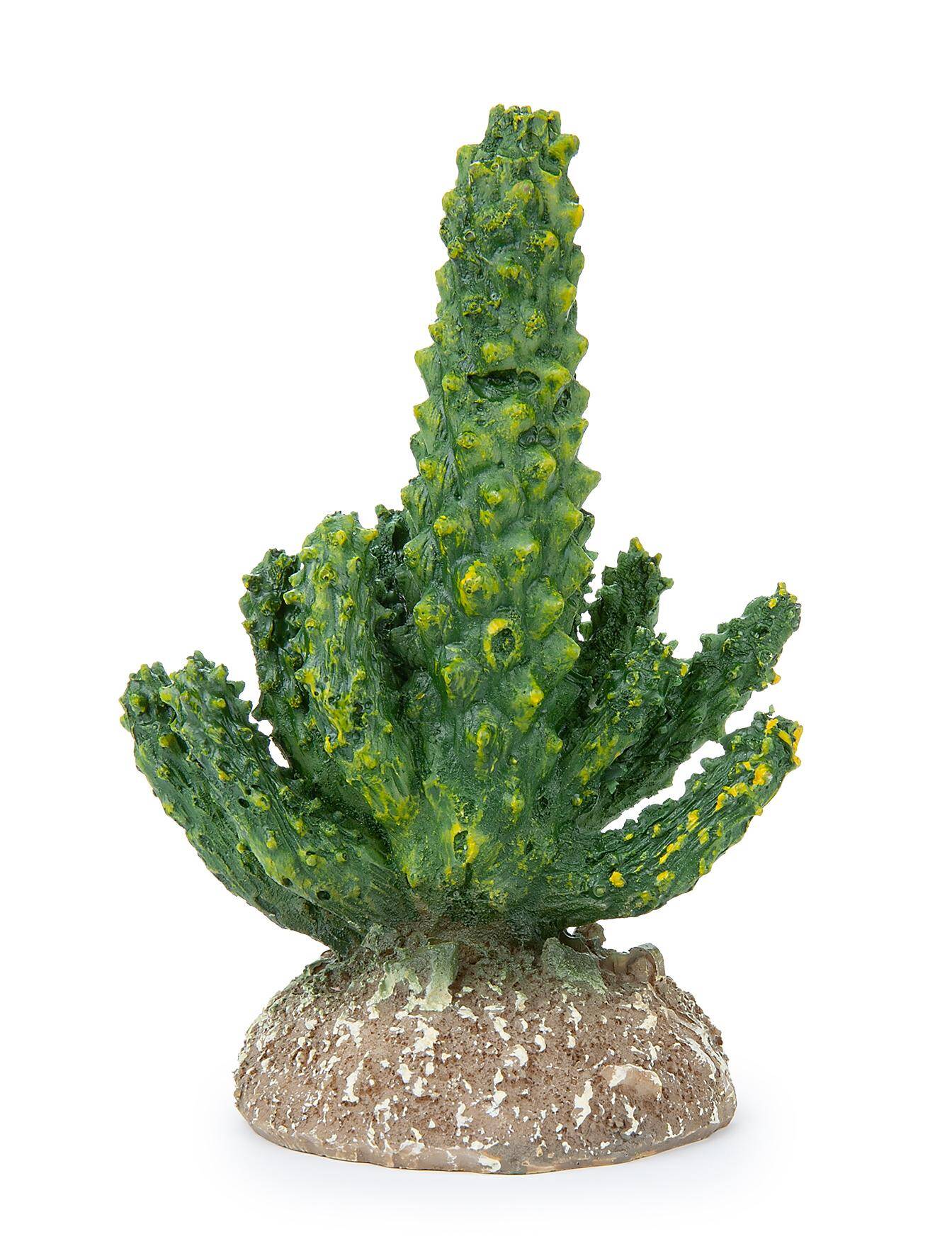 Cactus 11 cm