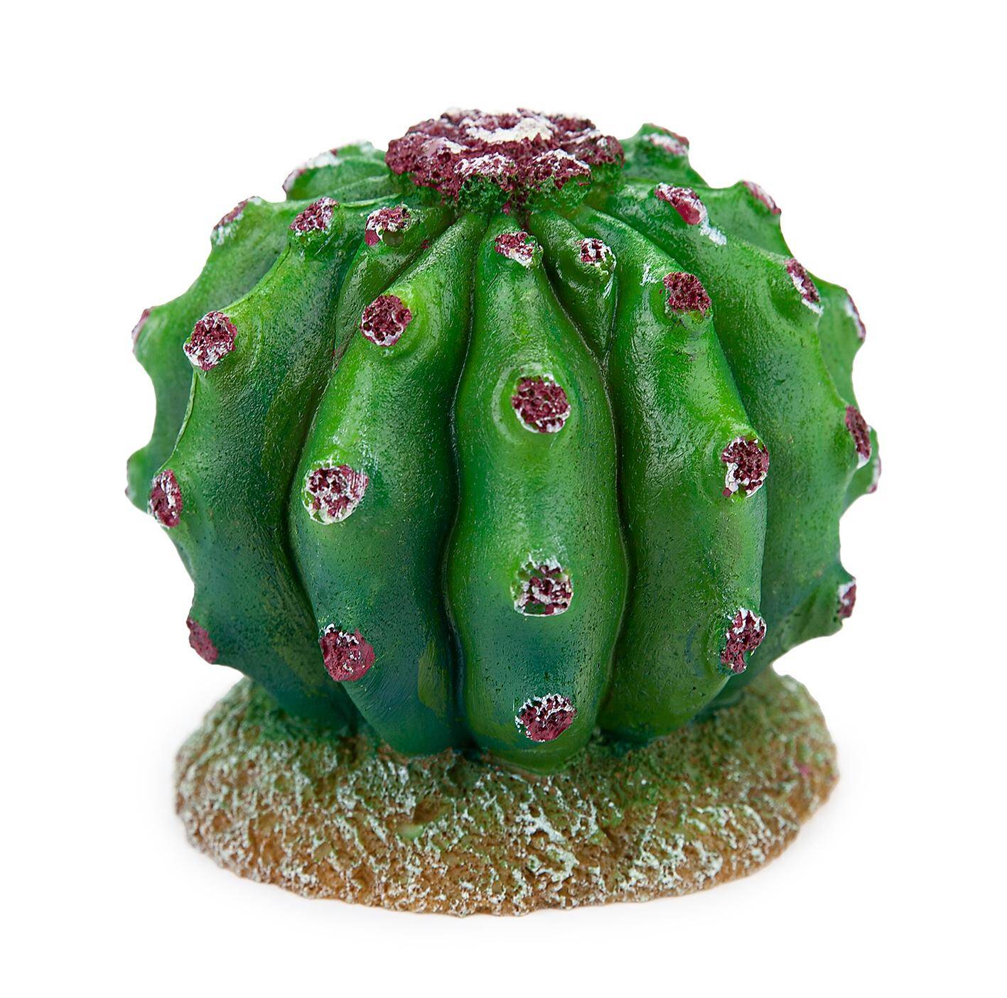 Cactus 10 cm