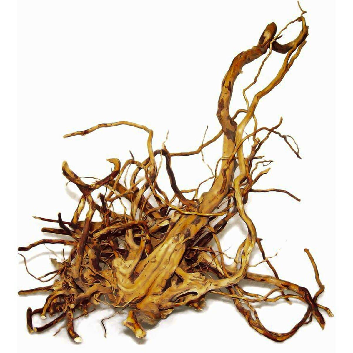 Red moor root L size 35-50 cm, Happet D125