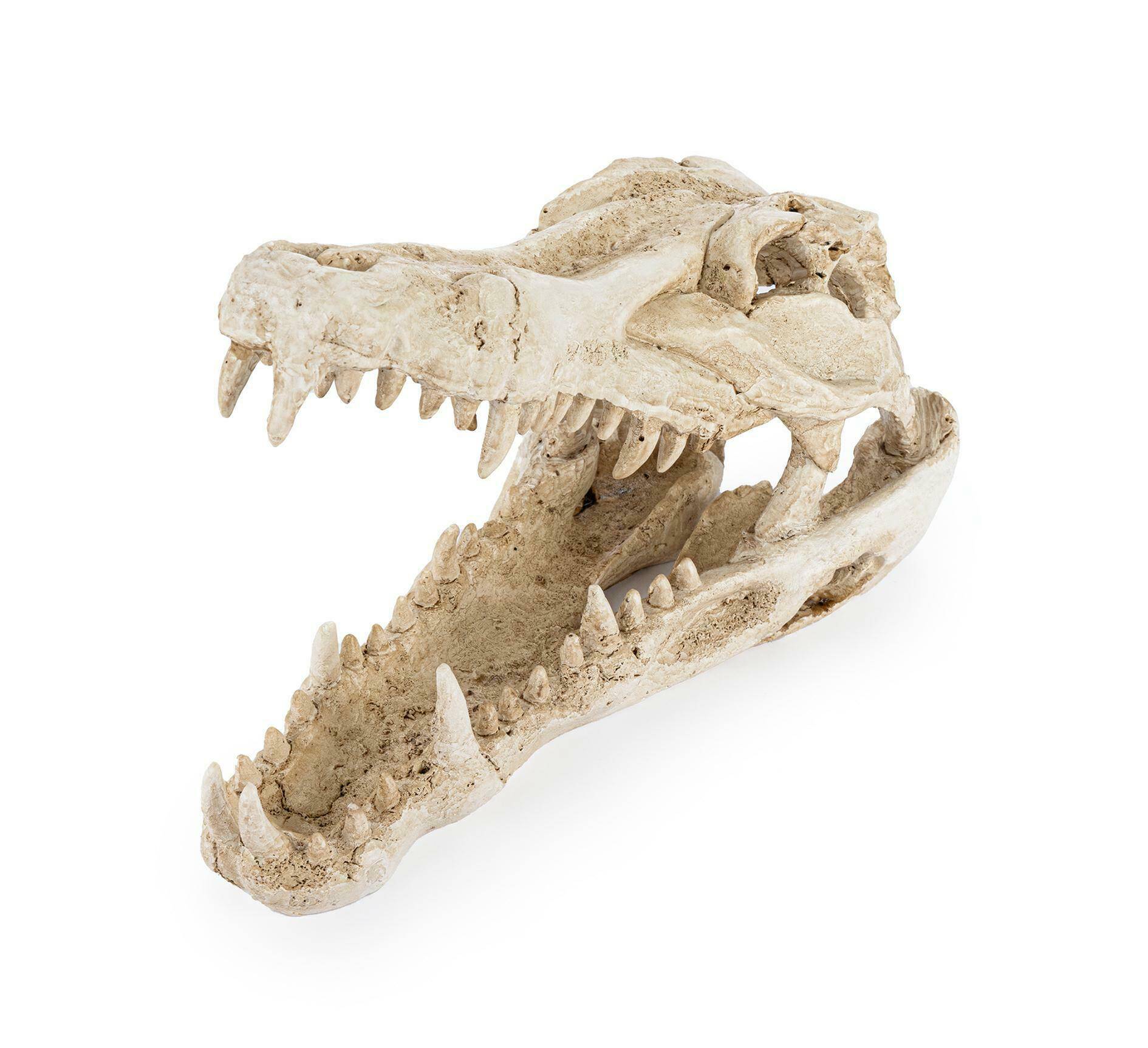 R178 ozdoba terrarium czaszka krokodyla