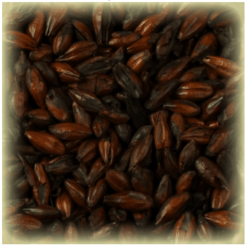 Roasted Barley Castle Malting 0,25 kg