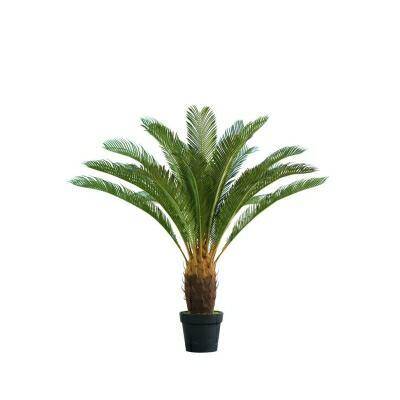 Cykas w donicy 110cm