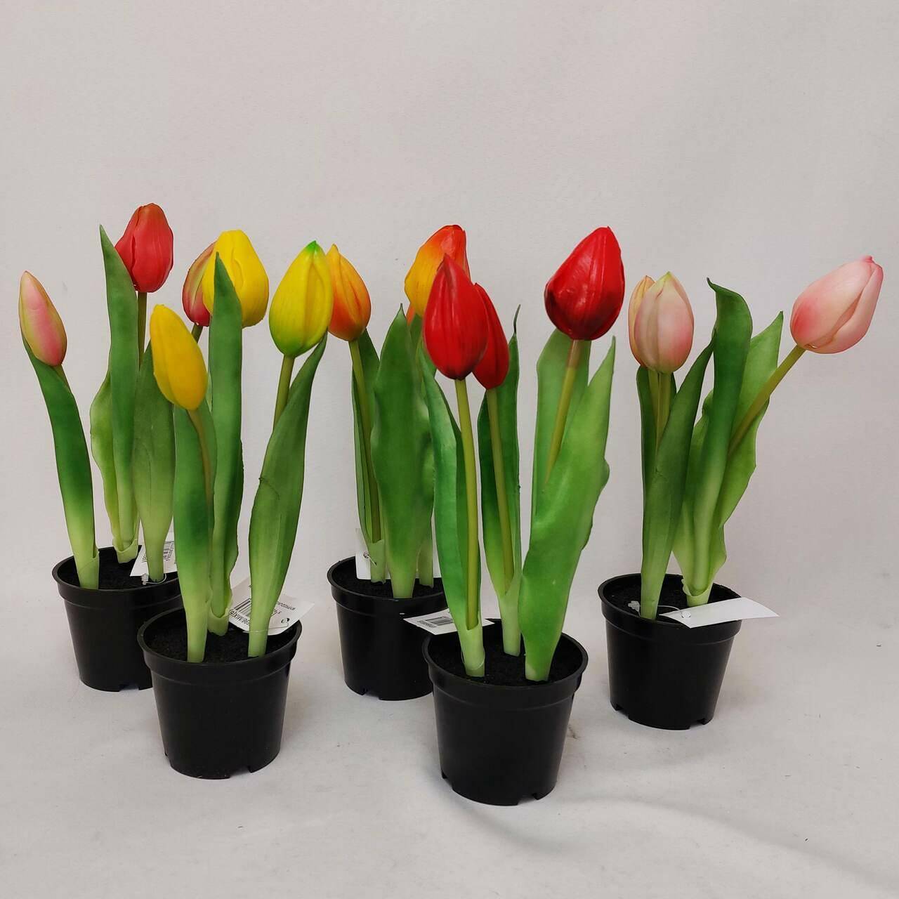 Tulipany gumowy w doniczce 25cm