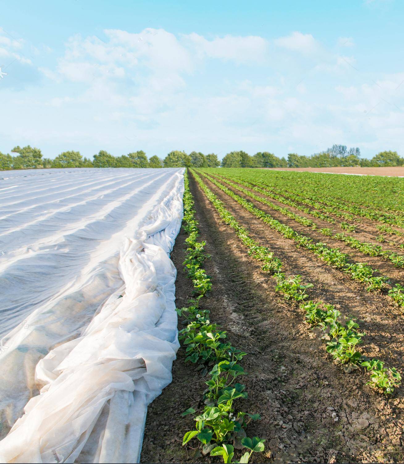 Agro-łączona.WB  23 x12,65m x100mb  UV T