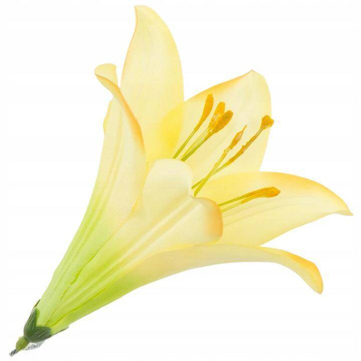 kwiat główka LILIA zielono żółta 15 cm
