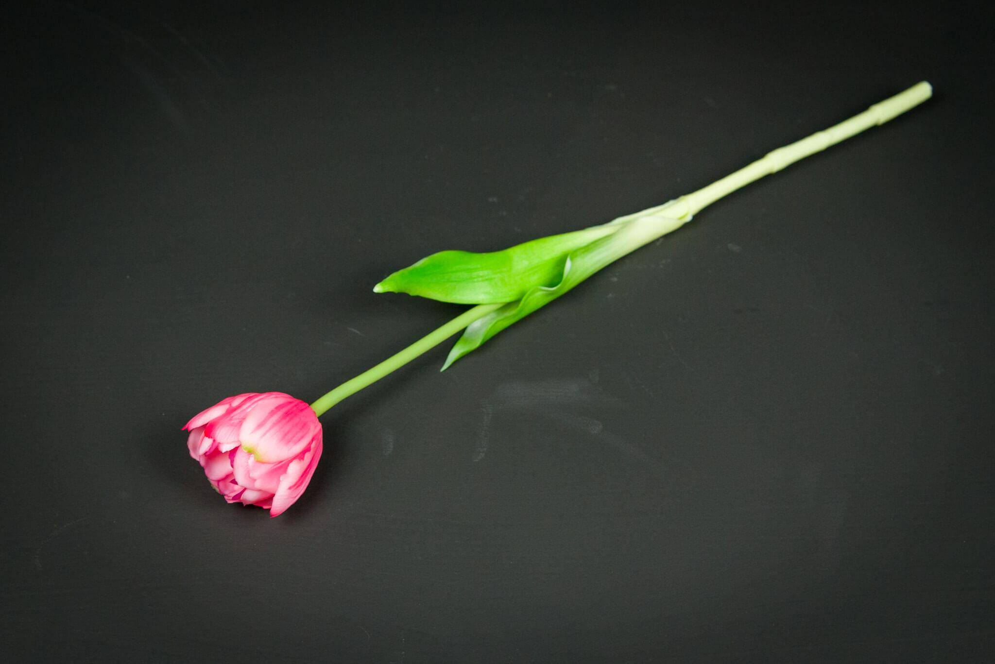 Tulipan Silikonowy (Zdjęcie 9)