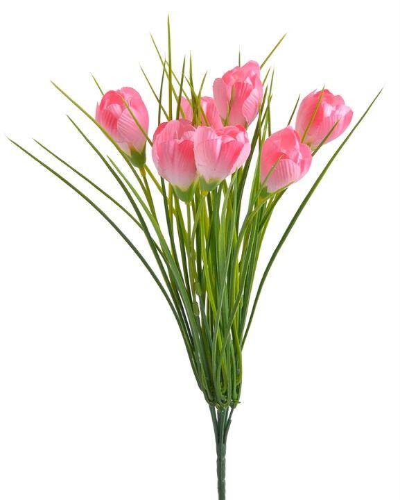 Krokus 