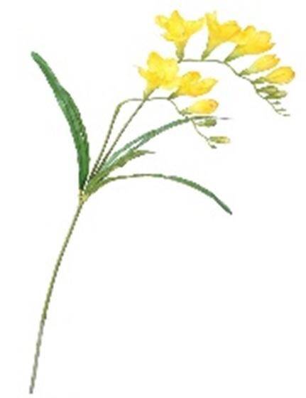 Frezja 