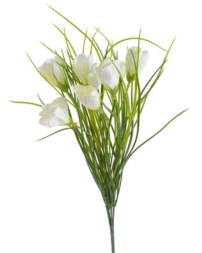 Krokus 