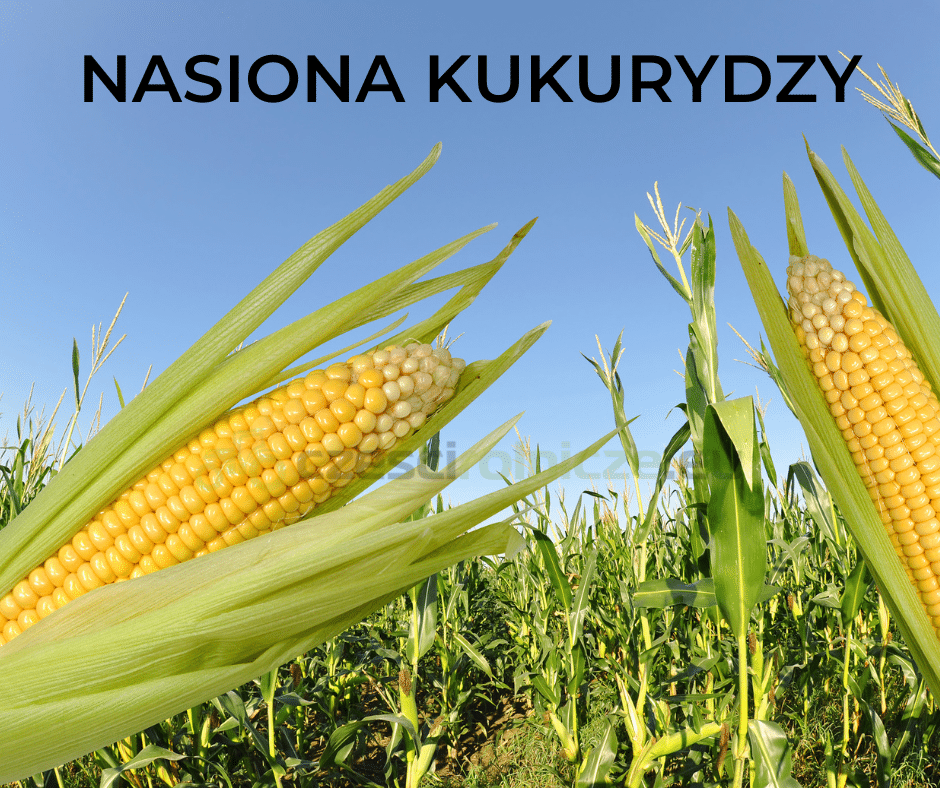 NASIONA KUKURYDZY