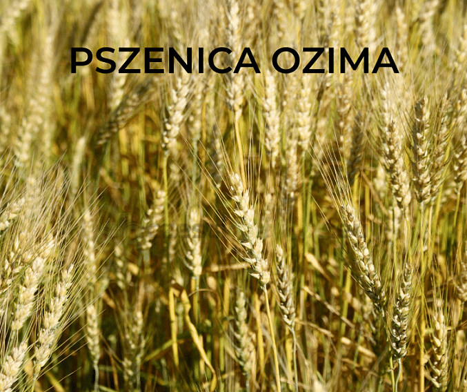 PSZENICA OZIMA LINUS C1 50kg