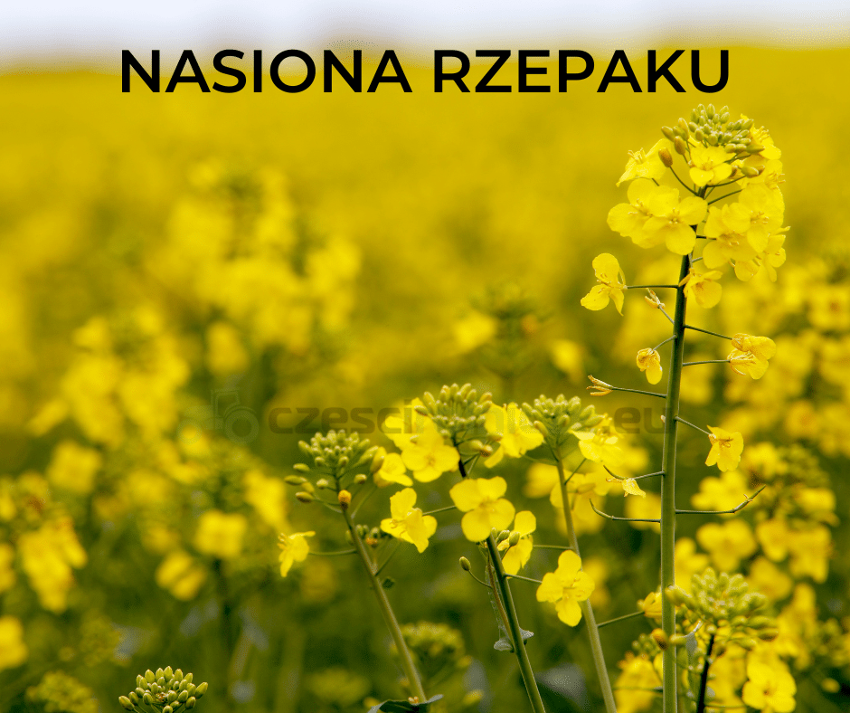 NASIONA RZEPAKU