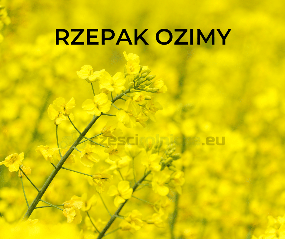 Rzepak ozimy LG Ambassador F1 C1 OP.