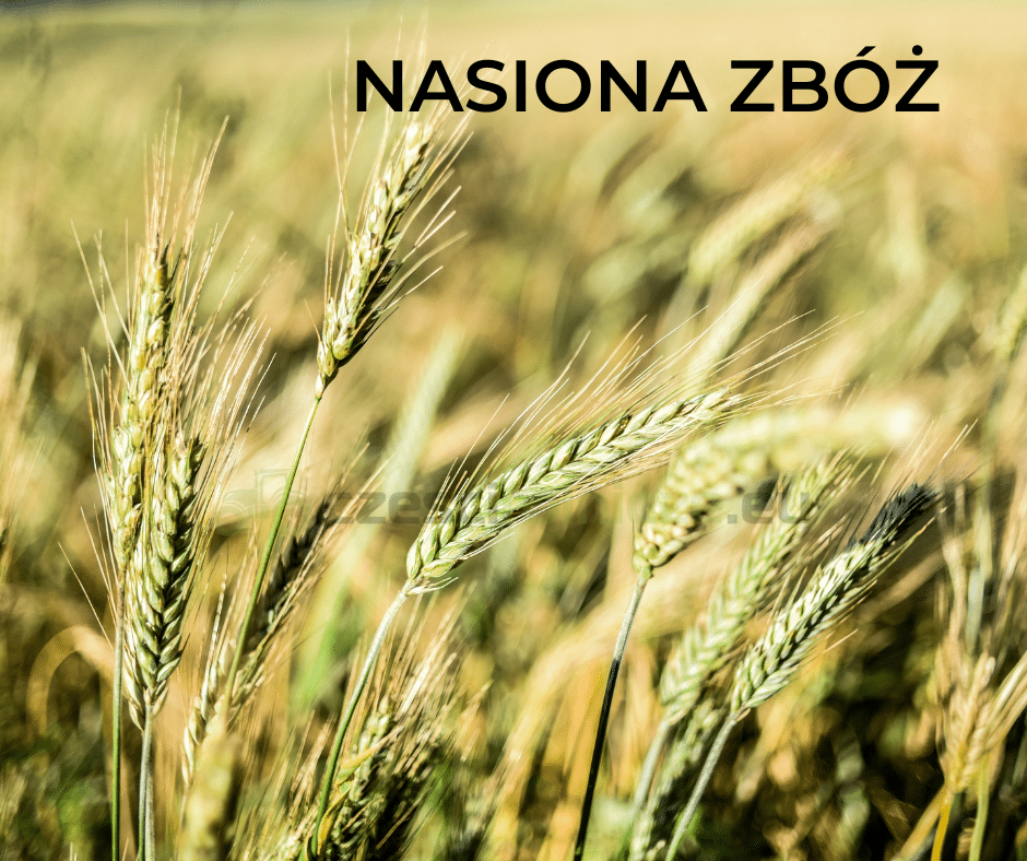 NASIONA ZBÓŻ