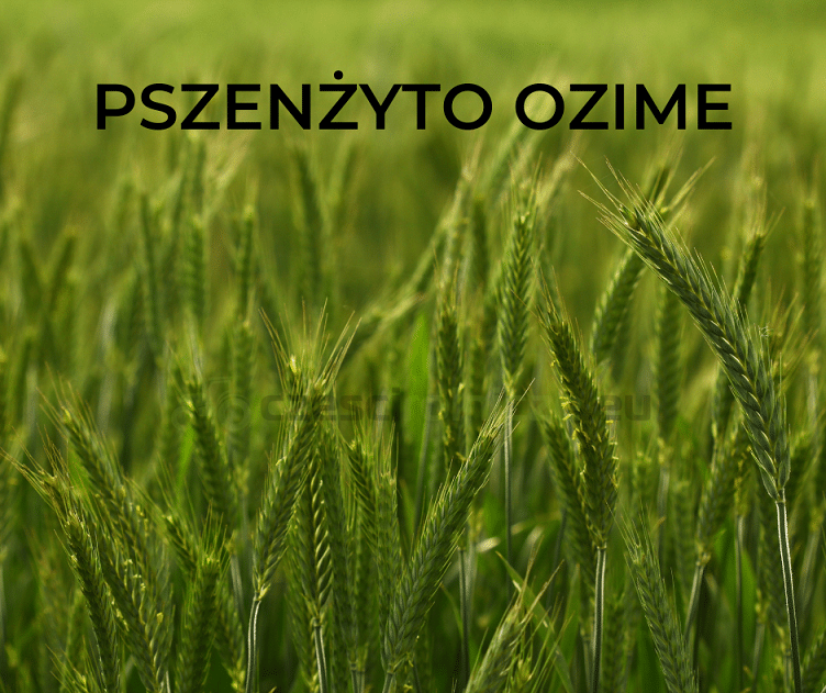 PSZENŻYTO OZIME AVOKADO C1 BB 50KG