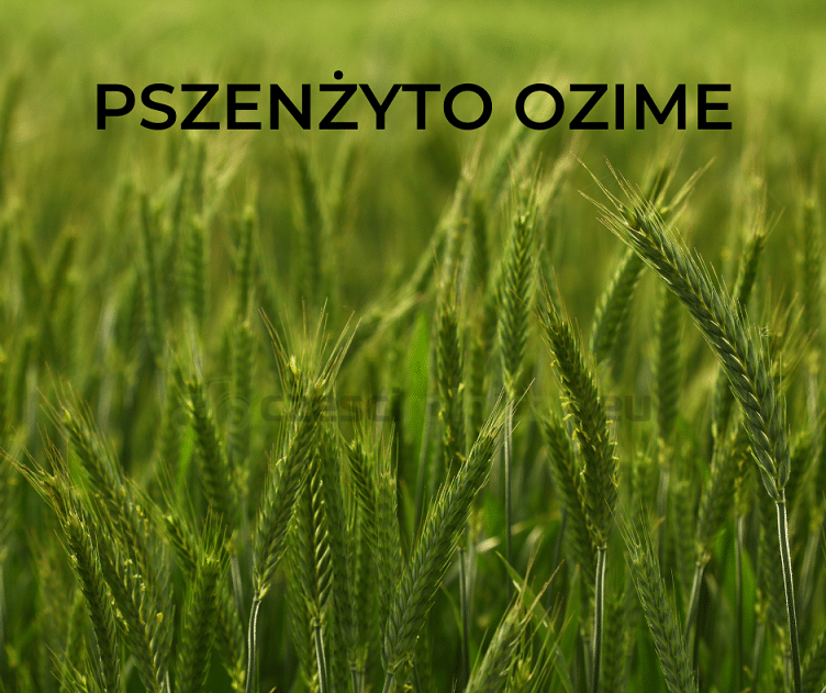 PSZENŻYTO OZIME TADEUS C1 500KG