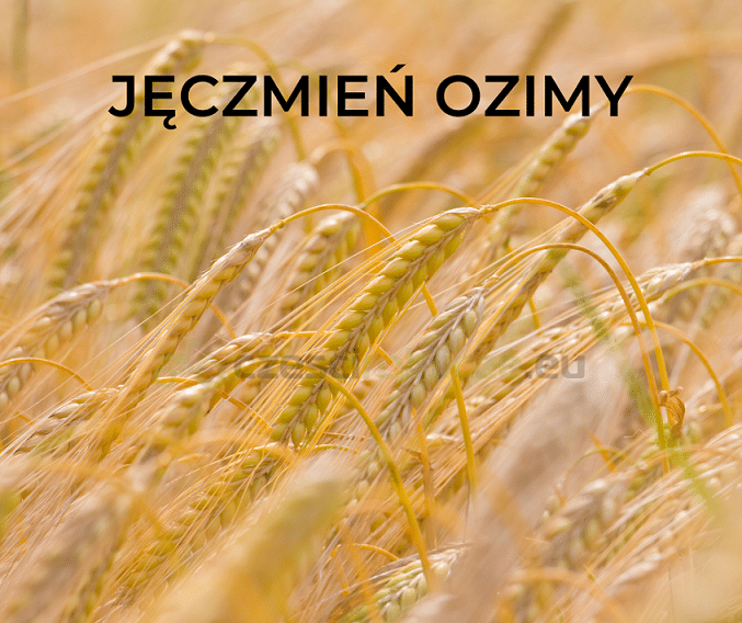 Jęczmień ozimy SU Midnight C1 500KG
