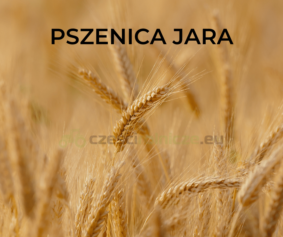 PSZENICA JARA ITAKA C1 50 kg