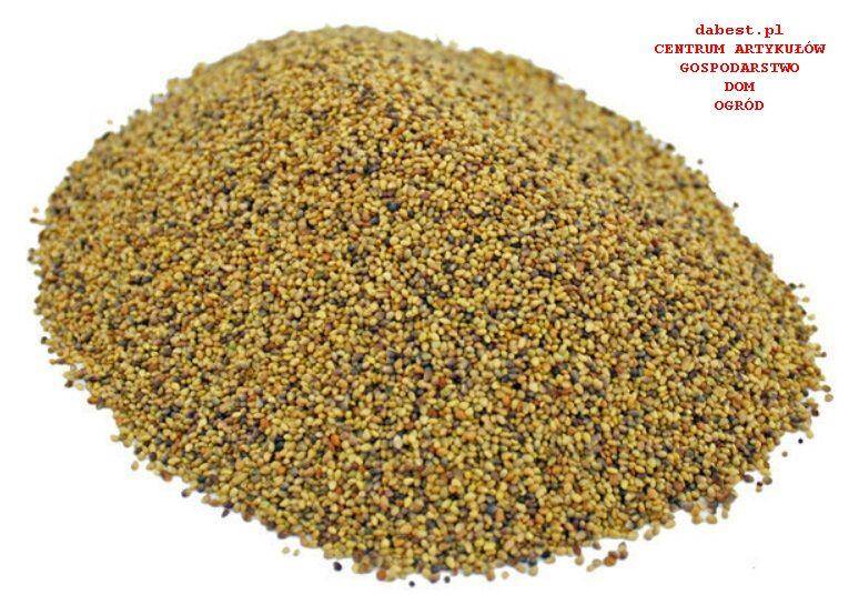 Koniczyna łąkowa Krynia C/1 w kg (Zdjęcie 2)