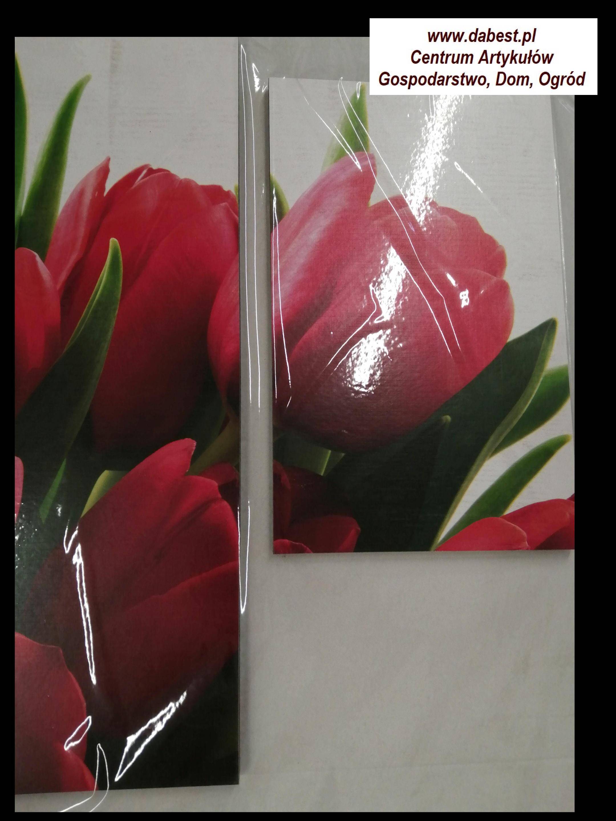 Obraz   24555   czerwone tulipany