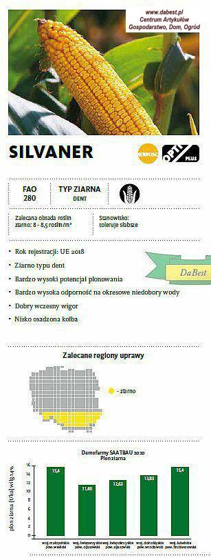 Kukurydza SILVANER C/1 50tys.WYPRZEDAŻ