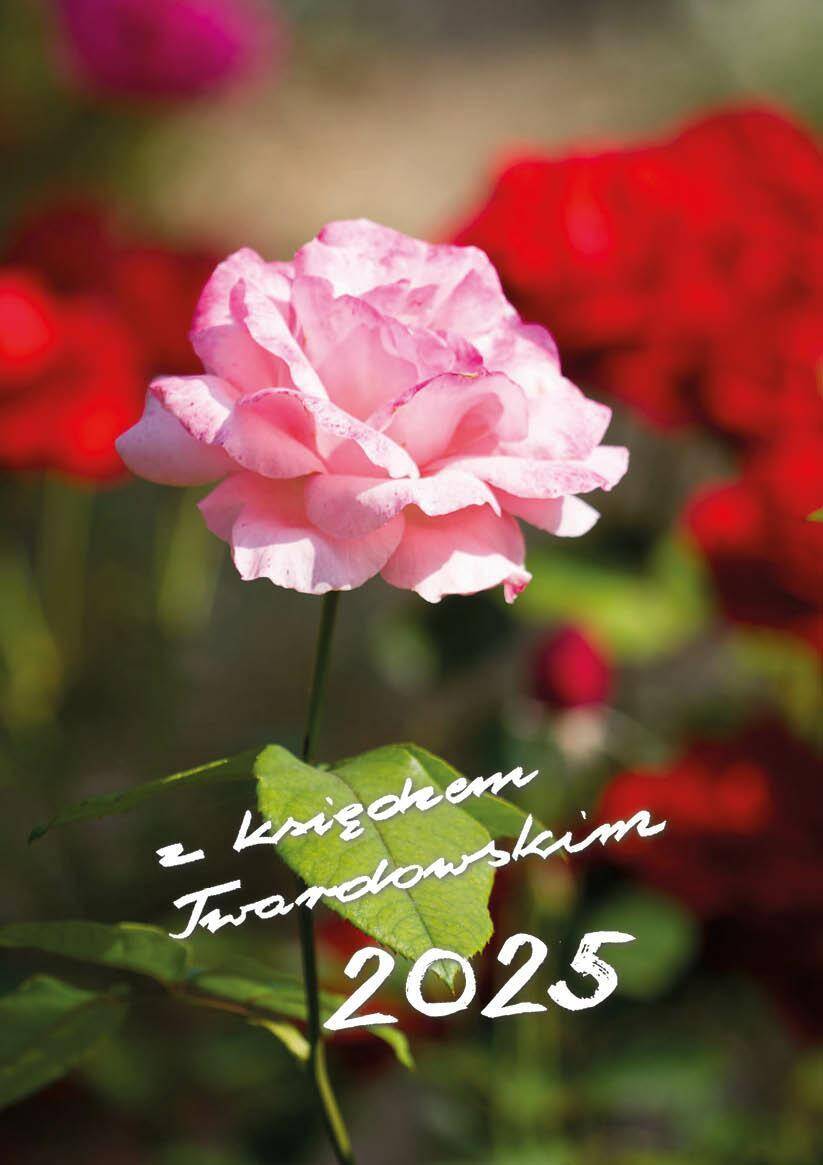 2025 z ks. Twardowskim - róża